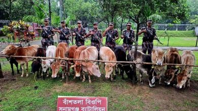 সুনামগঞ্জে নৌকাসহ ৩২টি ভারতীয় গরু আটক করেছে বিজিবি নিজস্ব