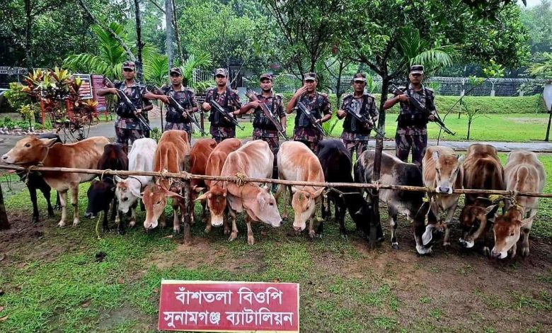 সুনামগঞ্জে নৌকাসহ ৩২টি ভারতীয় গরু আটক করেছে বিজিবি নিজস্ব