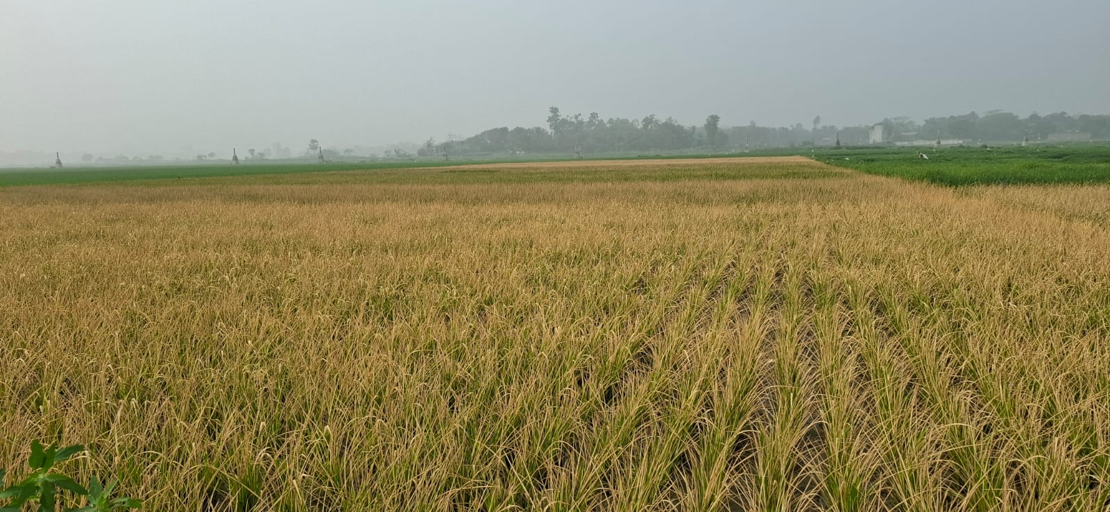 পূর্বশত্রুতার জেরে ৪ বিঘা ধানক্ষেতে বিষ! গাজীপুর-ঢাকা সীমান্তে কৃষকের এক বছরের খাবার নষ্টের অভিযোগ